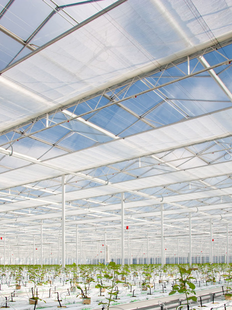 Energy screens installed inside a Venlo greenhouse