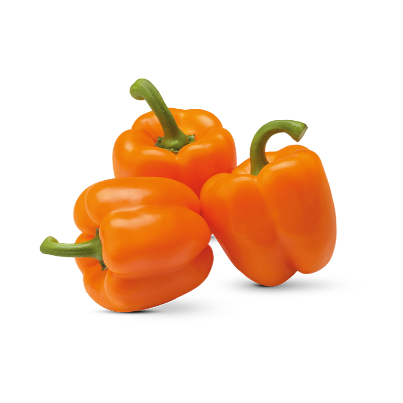 Orange Blockpaprika im Gewächshaus